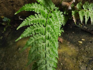 A close-up of the bright green leaves on the Asplenium adiantum-nigrum plant is a common fern species known by the common name black spleenwort