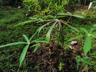 Close up photo of cassava or cassava plants that are still small. The tuber is widely known as a carbohydrate-producing staple food and the leaves as a vegetable