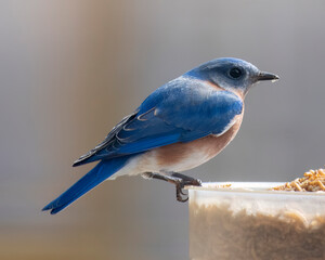American Blue Bird
