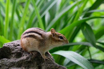 Eastern Chipmunk (Tamias striatus) standing on a mossy log with its cheek pouches full of food 