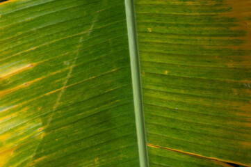 A withered banana leaf is set against a backdrop of green leaves.