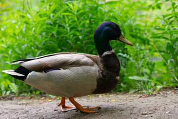Nice image of a mallard duck. Brown mallard walking at Canadian park. Beautiful feathers and beak.  The mallard is a dabbling duck.
