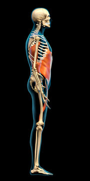 Full Body Anatomical Model of Male Lateral Power Network Muscles in Side View on Black Background