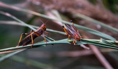 Insect pest in nature. Locust family sitting on a plant, blurred background.