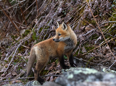 Red Fox pup in the wild