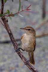 Australian Reed Warbler in Victoria Australia