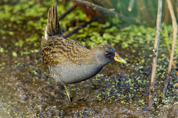 Australian Spotted Crake in Victoria Australia