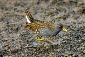 Australian Spotted Crake in Victoria Australia