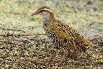 Buff-banded Rail in Victoria Australia