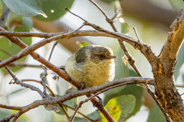 Buff-rumped Thornbill in Victoria Australia