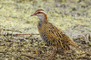 Buff-banded Rail in Victoria Australia
