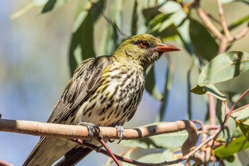 Olive-backed Oriole in Victoria Australia
