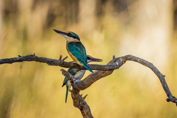 Sacred Kingfisher in Victoria Australia