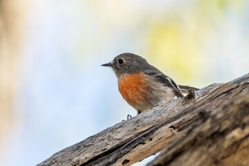 Scarlet Robin in Victoria Australia