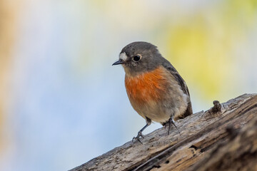 Scarlet Robin in Victoria Australia