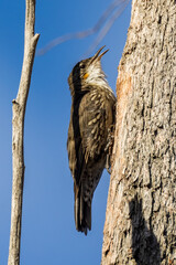 White-throated Treecreeper in Victoria Australia