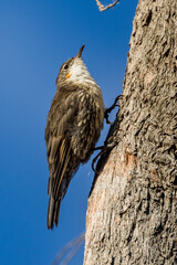 White-throated Treecreeper in Victoria Australia