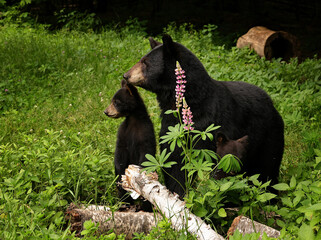 Black Bear and Cubs in Lupine