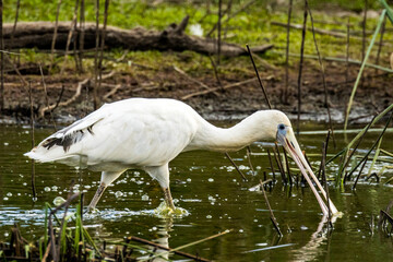 Yellow-billed Spoonbill in Victoria Australia