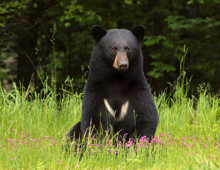 Black Bear in Wildflowers