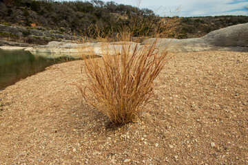 A brown tuff of Little Bluestem, Schizachyrium, sprouts from the gravel shale riverbed in Pedernales Falls State Park as part of the Texas Hill Country
