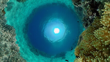 Tropical fishes and coral reef at diving. Beautiful underwater world with corals and fish.