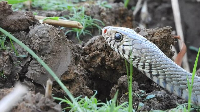 Beautiful Rat Snake eyes - pond - hunt .