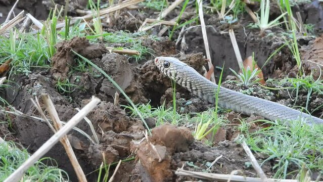 Rat Snake in ground - finding pry.