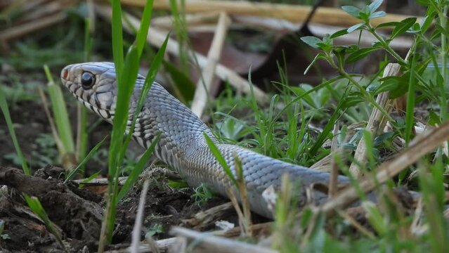 Rat Snake in grass pond area waiting for pry.