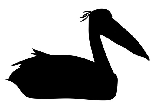 Black silhouette of a Pelican waging in water, tropical bird with the funny sack hanging from its beak, gular sack, big mouth bird