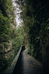 A narrow wooden pathway winds its way through the lush and dense forest, disappearing into the foliage beyond.
