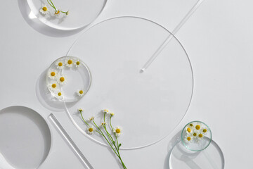Petri dishes of Chamomiles (Matricaria chamomilla) and transparent podium with blank space in laboratory background for plants advertising - obrazy, fototapety, plakaty