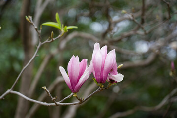 magnolia tree blossom © wen