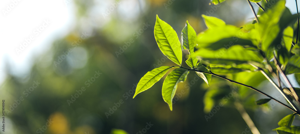 Poster Freshness tea leaves in nature