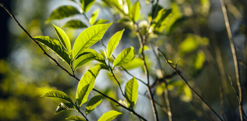 Freshness tea leaves in nature