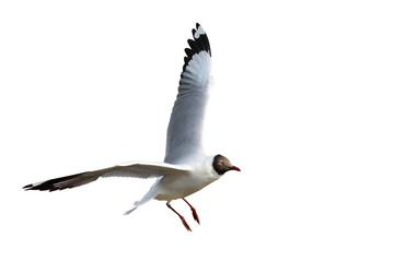 Beautiful seagull flying isolated on transparent background png file	