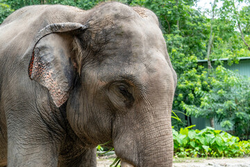 Sad eyes of a young Asian elephant close-up that eats grass. Portrait of an Indian elephant.