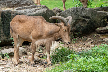 Naklejka na ściany i meble A maned ram in the city zoo. The North African maned ram (Ammotragus lervia) lives in northern Africa, grows up to 1.3-1.7 m and reaches a weight of 100-145 kg.