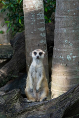 The meerkat sits on a log on its hind legs and carefully observes the area.
The meerkat (Suricata...
