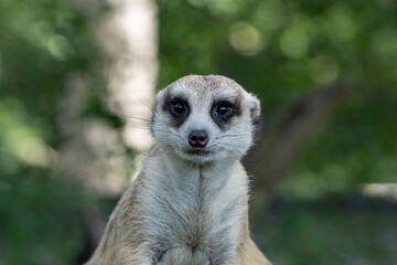 Close-up portrait. Attentive look. Meerkat sits and carefully observes the area. 
The meerkat (Suricata suricatta) is a species of mammal from the mongoose family. Distributed in South Africa.