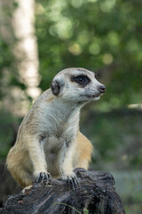 Close-up portrait. Meerkat sits on a tree log and carefully observes the area. 
The meerkat...