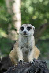 Close-up portrait. Meerkat sits on a tree log and carefully observes the area.
The meerkat (Suricata suricatta) is a species of mammal from the mongoose family. Distributed in South Africa.