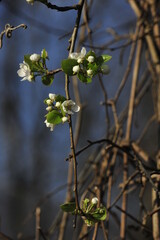 Spring pear tree blossoms and buds