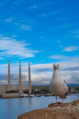 The three 450’ smoke stacks at Morro Bay, California. They can be seen towering over the sand dune landscape.