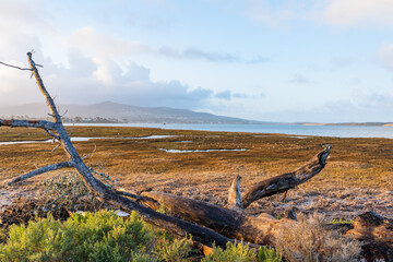Fototapeta na wymiar Morro Bay State Park views. Some of those views are the Morro Rock, the marshes, wetlands with many birds, elevated wooden path, starfish, smoke stacks, sand dunes, surfers, wildflowers, large trees.