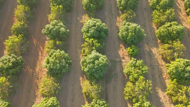 Mango tree orchard with daylight irrigation system as seen from drone. Warm climate.