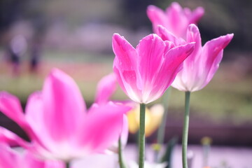 Obraz na płótnie Canvas ピンクの可愛いチューリップの花