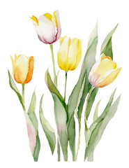 チューリップの花の水彩イラスト／AI画像
