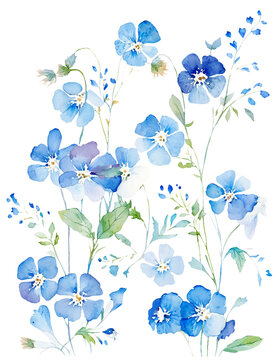 ネモフィラの花の水彩イラスト／AI画像 Stock Illustration | Adobe Stock