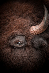american bison head